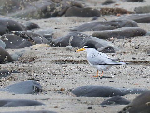 Least Tern - Sternula antillarum *This photo shows the incredible "poop" stream that these birds can manage, as mentioned below.

I thought these terns were so cute when I first spotted them on the beach. It was a rainy day and I was looking for insects on seaweed that had washed up on the beach. I saw the birds, took some photos, and went back to the seaweed.

Before long, I heard the most obnoxious bird calls that sounded like a cross between machine gun fire and a smoke alarm. I stood up and turned around to be faced with at least half a dozen furious terns. I get along with most creatures in nature, with the exception of Canada geese. Terns are now added to my list of creatures to avoid. I tried to calmly walk away, assuring them that I was harmless, but they flew after me anyway, dive bombing my head and pooping on me with terrifying accuracy. Thankfully I had a hat and hoodie on, but these mean little birds managed to poke 2 holes in my sweatshirt and pooped on me at least a dozen times. I was happy to escape with my eyeballs intact.

They were probably protecting nests and although I didn't enjoy the encounter, I can say that they did an excellent job of traumatizing me. Had I been a potential predator, they definitely would have scared me away.

*I didn't put the exact location because this species is endangered in Maine.
https://www.jungledragon.com/image/169738/least_tern_-_sternula_antillarum.html
https://www.jungledragon.com/image/169739/least_tern_-_sternula_antillarum.html
https://www.jungledragon.com/image/169740/least_tern_-_sternula_antillarum.html
https://www.jungledragon.com/image/169741/least_tern_-_sternula_antillarum.html Geotagged,Least tern,Spring,Sternula antillarum,United States