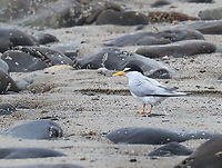 Least Tern - Sternula antillarum *This photo shows the incredible "poop" stream that these birds can manage, as mentioned below.<br />
<br />
I thought these terns were so cute when I first spotted them on the beach. It was a rainy day and I was looking for insects on seaweed that had washed up on the beach. I saw the birds, took some photos, and went back to the seaweed.<br />
<br />
Before long, I heard the most obnoxious bird calls that sounded like a cross between machine gun fire and a smoke alarm. I stood up and turned around to be faced with at least half a dozen furious terns. I get along with most creatures in nature, with the exception of Canada geese. Terns are now added to my list of creatures to avoid. I tried to calmly walk away, assuring them that I was harmless, but they flew after me anyway, dive bombing my head and pooping on me with terrifying accuracy. Thankfully I had a hat and hoodie on, but these mean little birds managed to poke 2 holes in my sweatshirt and pooped on me at least a dozen times. I was happy to escape with my eyeballs intact.<br />
<br />
They were probably protecting nests and although I didn't enjoy the encounter, I can say that they did an excellent job of traumatizing me. Had I been a potential predator, they definitely would have scared me away.<br />
<br />
*I didn't put the exact location because this species is endangered in Maine.<br />
https://www.jungledragon.com/image/169738/least_tern_-_sternula_antillarum.html<br />
https://www.jungledragon.com/image/169739/least_tern_-_sternula_antillarum.html<br />
https://www.jungledragon.com/image/169740/least_tern_-_sternula_antillarum.html<br />
https://www.jungledragon.com/image/169741/least_tern_-_sternula_antillarum.html Geotagged,Least tern,Spring,Sternula antillarum,United States