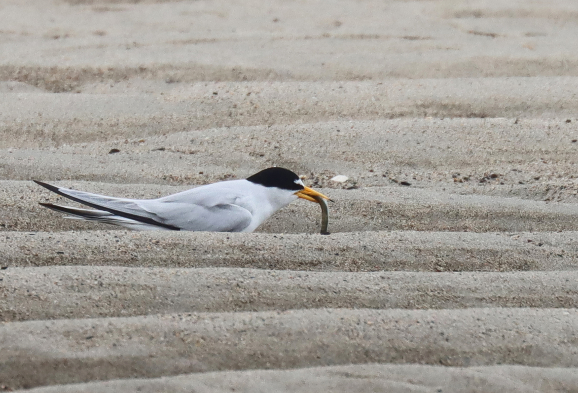 Least Tern - Sternula antillarum I thought these terns were so cute when I first spotted them on the beach. It was a rainy day and I was looking for insects on seaweed that had washed up on the beach. I saw the birds, took some photos, and went back to the seaweed.<br />
<br />
Before long, I heard the most obnoxious bird calls that sounded like a cross between machine gun fire and a smoke alarm. I stood up and turned around to be faced with at least half a dozen furious terns. I get along with most creatures in nature, with the exception of Canada geese. Terns are now added to my list of creatures to avoid. I tried to calmly walk away, assuring them that I was harmless, but they flew after me anyway, dive bombing my head and pooping on me with terrifying accuracy. Thankfully I had a hat and hoodie on, but these mean little birds managed to poke 2 holes in my sweatshirt and pooped on me at least a dozen times. I was happy to escape with my eyeballs intact.<br />
<br />
They were probably protecting nests and although I didn't enjoy the encounter, I can say that they did an excellent job of traumatizing me. Had I been a potential predator, they definitely would have scared me away.<br />
<br />
*I didn't put the exact location because this species is endangered in Maine.<br />
<figure class="photo"><a href="https://www.jungledragon.com/image/169738/least_tern_-_sternula_antillarum.html" title="Least Tern - Sternula antillarum"><img src="https://s3.amazonaws.com/media.jungledragon.com/images/3232/169738_thumb.jpg?AWSAccessKeyId=05GMT0V3GWVNE7GGM1R2&Expires=1763596810&Signature=Ee1Z9Eiv9XjXtexD6ZE338NXYSQ%3D" width="200" height="144" alt="Least Tern - Sternula antillarum I thought these terns were so cute when I first spotted them on the beach. It was a rainy day and I was looking for insects on seaweed that had washed up on the beach. I saw the birds, took some photos, and went back to the seaweed.<br />
<br />
Before long, I heard the most obnoxious bird calls that sounded like a cross between machine gun fire and a smoke alarm. I stood up and turned around to be faced with at least half a dozen furious terns. I get along with most creatures in nature, with the exception of Canada geese. Terns are now added to my list of creatures to avoid. I tried to calmly walk away, assuring them that I was harmless, but they flew after me anyway, dive bombing my head and pooping on me with terrifying accuracy. Thankfully I had a hat and hoodie on, but these mean little birds managed to poke 2 holes in my sweatshirt and pooped on me at least a dozen times. I was happy to escape with my eyeballs intact.<br />
<br />
They were probably protecting nests and although I didn't enjoy the encounter, I can say that they did an excellent job of traumatizing me. Had I been a potential predator, they definitely would have scared me away.<br />
<br />
*I didn't put the exact location because this species is endangered in Maine.<br />
https://www.jungledragon.com/image/169738/least_tern_-_sternula_antillarum.html<br />
https://www.jungledragon.com/image/169739/least_tern_-_sternula_antillarum.html<br />
https://www.jungledragon.com/image/169740/least_tern_-_sternula_antillarum.html<br />
https://www.jungledragon.com/image/169741/least_tern_-_sternula_antillarum.html Geotagged,Least tern,Spring,Sternula,Sternula antillarum,United States,tern" /></a></figure><br />
<figure class="photo"><a href="https://www.jungledragon.com/image/169739/least_tern_-_sternula_antillarum.html" title="Least Tern - Sternula antillarum"><img src="https://s3.amazonaws.com/media.jungledragon.com/images/3232/169739_thumb.jpg?AWSAccessKeyId=05GMT0V3GWVNE7GGM1R2&Expires=1763596810&Signature=Ccd6N%2BhxJdM2UIlDcN2t8v815IY%3D" width="200" height="152" alt="Least Tern - Sternula antillarum *This photo shows the incredible "poop" stream that these birds can manage, as mentioned below.<br />
<br />
I thought these terns were so cute when I first spotted them on the beach. It was a rainy day and I was looking for insects on seaweed that had washed up on the beach. I saw the birds, took some photos, and went back to the seaweed.<br />
<br />
Before long, I heard the most obnoxious bird calls that sounded like a cross between machine gun fire and a smoke alarm. I stood up and turned around to be faced with at least half a dozen furious terns. I get along with most creatures in nature, with the exception of Canada geese. Terns are now added to my list of creatures to avoid. I tried to calmly walk away, assuring them that I was harmless, but they flew after me anyway, dive bombing my head and pooping on me with terrifying accuracy. Thankfully I had a hat and hoodie on, but these mean little birds managed to poke 2 holes in my sweatshirt and pooped on me at least a dozen times. I was happy to escape with my eyeballs intact.<br />
<br />
They were probably protecting nests and although I didn't enjoy the encounter, I can say that they did an excellent job of traumatizing me. Had I been a potential predator, they definitely would have scared me away.<br />
<br />
*I didn't put the exact location because this species is endangered in Maine.<br />
https://www.jungledragon.com/image/169738/least_tern_-_sternula_antillarum.html<br />
https://www.jungledragon.com/image/169739/least_tern_-_sternula_antillarum.html<br />
https://www.jungledragon.com/image/169740/least_tern_-_sternula_antillarum.html<br />
https://www.jungledragon.com/image/169741/least_tern_-_sternula_antillarum.html Geotagged,Least tern,Spring,Sternula antillarum,United States" /></a></figure><br />
<figure class="photo"><a href="https://www.jungledragon.com/image/169740/least_tern_-_sternula_antillarum.html" title="Least Tern - Sternula antillarum"><img src="https://s3.amazonaws.com/media.jungledragon.com/images/3232/169740_thumb.jpg?AWSAccessKeyId=05GMT0V3GWVNE7GGM1R2&Expires=1763596810&Signature=iUkgyR4KX3hQwD%2BhUjl%2FofAjZDo%3D" width="200" height="136" alt="Least Tern - Sternula antillarum I thought these terns were so cute when I first spotted them on the beach. It was a rainy day and I was looking for insects on seaweed that had washed up on the beach. I saw the birds, took some photos, and went back to the seaweed.<br />
<br />
Before long, I heard the most obnoxious bird calls that sounded like a cross between machine gun fire and a smoke alarm. I stood up and turned around to be faced with at least half a dozen furious terns. I get along with most creatures in nature, with the exception of Canada geese. Terns are now added to my list of creatures to avoid. I tried to calmly walk away, assuring them that I was harmless, but they flew after me anyway, dive bombing my head and pooping on me with terrifying accuracy. Thankfully I had a hat and hoodie on, but these mean little birds managed to poke 2 holes in my sweatshirt and pooped on me at least a dozen times. I was happy to escape with my eyeballs intact.<br />
<br />
They were probably protecting nests and although I didn't enjoy the encounter, I can say that they did an excellent job of traumatizing me. Had I been a potential predator, they definitely would have scared me away.<br />
<br />
*I didn't put the exact location because this species is endangered in Maine.<br />
https://www.jungledragon.com/image/169738/least_tern_-_sternula_antillarum.html<br />
https://www.jungledragon.com/image/169739/least_tern_-_sternula_antillarum.html<br />
https://www.jungledragon.com/image/169740/least_tern_-_sternula_antillarum.html<br />
https://www.jungledragon.com/image/169741/least_tern_-_sternula_antillarum.html Geotagged,Least tern,Spring,Sternula antillarum,United States" /></a></figure><br />
<figure class="photo"><a href="https://www.jungledragon.com/image/169741/least_tern_-_sternula_antillarum.html" title="Least Tern - Sternula antillarum"><img src="https://s3.amazonaws.com/media.jungledragon.com/images/3232/169741_thumb.jpg?AWSAccessKeyId=05GMT0V3GWVNE7GGM1R2&Expires=1763596810&Signature=1Xjig69Yu3FJIad8MpxTZnOnUKE%3D" width="200" height="142" alt="Least Tern - Sternula antillarum *Another photo for the 'Talking to Birds' tag. Note the cocked head. ;)<br />
<br />
I thought these terns were so cute when I first spotted them on the beach. It was a rainy day and I was looking for insects on seaweed that had washed up on the beach. I saw the birds, took some photos, and went back to the seaweed.<br />
<br />
Before long, I heard the most obnoxious bird calls that sounded like a cross between machine gun fire and a smoke alarm. I stood up and turned around to be faced with at least half a dozen furious terns. I get along with most creatures in nature, with the exception of Canada geese. Terns are now added to my list of creatures to avoid. I tried to calmly walk away, assuring them that I was harmless, but they flew after me anyway, dive bombing my head and pooping on me with terrifying accuracy. Thankfully I had a hat and hoodie on, but these mean little birds managed to poke 2 holes in my sweatshirt and pooped on me at least a dozen times. I was happy to escape with my eyeballs intact.<br />
<br />
They were probably protecting nests and although I didn't enjoy the encounter, I can say that they did an excellent job of traumatizing me. Had I been a potential predator, they definitely would have scared me away.<br />
<br />
*I didn't put the exact location because this species is endangered in Maine.<br />
https://www.jungledragon.com/image/169738/least_tern_-_sternula_antillarum.html<br />
https://www.jungledragon.com/image/169739/least_tern_-_sternula_antillarum.html<br />
https://www.jungledragon.com/image/169740/least_tern_-_sternula_antillarum.html<br />
https://www.jungledragon.com/image/169741/least_tern_-_sternula_antillarum.html Geotagged,Least tern,Spring,Sternula antillarum,United States,talking to birds" /></a></figure> Geotagged,Least tern,Spring,Sternula antillarum,United States