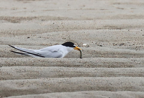Least Tern - Sternula antillarum I thought these terns were so cute when I first spotted them on the beach. It was a rainy day and I was looking for insects on seaweed that had washed up on the beach. I saw the birds, took some photos, and went back to the seaweed.

Before long, I heard the most obnoxious bird calls that sounded like a cross between machine gun fire and a smoke alarm. I stood up and turned around to be faced with at least half a dozen furious terns. I get along with most creatures in nature, with the exception of Canada geese. Terns are now added to my list of creatures to avoid. I tried to calmly walk away, assuring them that I was harmless, but they flew after me anyway, dive bombing my head and pooping on me with terrifying accuracy. Thankfully I had a hat and hoodie on, but these mean little birds managed to poke 2 holes in my sweatshirt and pooped on me at least a dozen times. I was happy to escape with my eyeballs intact.

They were probably protecting nests and although I didn't enjoy the encounter, I can say that they did an excellent job of traumatizing me. Had I been a potential predator, they definitely would have scared me away.

*I didn't put the exact location because this species is endangered in Maine.
https://www.jungledragon.com/image/169738/least_tern_-_sternula_antillarum.html
https://www.jungledragon.com/image/169739/least_tern_-_sternula_antillarum.html
https://www.jungledragon.com/image/169740/least_tern_-_sternula_antillarum.html
https://www.jungledragon.com/image/169741/least_tern_-_sternula_antillarum.html Geotagged,Least tern,Spring,Sternula antillarum,United States
