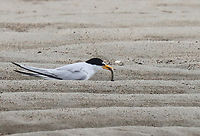 Least Tern - Sternula antillarum I thought these terns were so cute when I first spotted them on the beach. It was a rainy day and I was looking for insects on seaweed that had washed up on the beach. I saw the birds, took some photos, and went back to the seaweed.<br />
<br />
Before long, I heard the most obnoxious bird calls that sounded like a cross between machine gun fire and a smoke alarm. I stood up and turned around to be faced with at least half a dozen furious terns. I get along with most creatures in nature, with the exception of Canada geese. Terns are now added to my list of creatures to avoid. I tried to calmly walk away, assuring them that I was harmless, but they flew after me anyway, dive bombing my head and pooping on me with terrifying accuracy. Thankfully I had a hat and hoodie on, but these mean little birds managed to poke 2 holes in my sweatshirt and pooped on me at least a dozen times. I was happy to escape with my eyeballs intact.<br />
<br />
They were probably protecting nests and although I didn't enjoy the encounter, I can say that they did an excellent job of traumatizing me. Had I been a potential predator, they definitely would have scared me away.<br />
<br />
*I didn't put the exact location because this species is endangered in Maine.<br />
https://www.jungledragon.com/image/169738/least_tern_-_sternula_antillarum.html<br />
https://www.jungledragon.com/image/169739/least_tern_-_sternula_antillarum.html<br />
https://www.jungledragon.com/image/169740/least_tern_-_sternula_antillarum.html<br />
https://www.jungledragon.com/image/169741/least_tern_-_sternula_antillarum.html Geotagged,Least tern,Spring,Sternula antillarum,United States