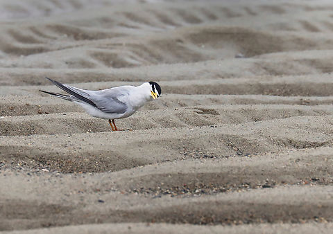 Least Tern - Sternula antillarum *Another photo for the 'Talking to Birds' tag. Note the cocked head. ;)

I thought these terns were so cute when I first spotted them on the beach. It was a rainy day and I was looking for insects on seaweed that had washed up on the beach. I saw the birds, took some photos, and went back to the seaweed.

Before long, I heard the most obnoxious bird calls that sounded like a cross between machine gun fire and a smoke alarm. I stood up and turned around to be faced with at least half a dozen furious terns. I get along with most creatures in nature, with the exception of Canada geese. Terns are now added to my list of creatures to avoid. I tried to calmly walk away, assuring them that I was harmless, but they flew after me anyway, dive bombing my head and pooping on me with terrifying accuracy. Thankfully I had a hat and hoodie on, but these mean little birds managed to poke 2 holes in my sweatshirt and pooped on me at least a dozen times. I was happy to escape with my eyeballs intact.

They were probably protecting nests and although I didn't enjoy the encounter, I can say that they did an excellent job of traumatizing me. Had I been a potential predator, they definitely would have scared me away.

*I didn't put the exact location because this species is endangered in Maine.
https://www.jungledragon.com/image/169738/least_tern_-_sternula_antillarum.html
https://www.jungledragon.com/image/169739/least_tern_-_sternula_antillarum.html
https://www.jungledragon.com/image/169740/least_tern_-_sternula_antillarum.html
https://www.jungledragon.com/image/169741/least_tern_-_sternula_antillarum.html Geotagged,Least tern,Spring,Sternula antillarum,United States,talking to birds