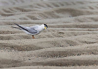 Least Tern - Sternula antillarum *Another photo for the 'Talking to Birds' tag. Note the cocked head. ;)<br />
<br />
I thought these terns were so cute when I first spotted them on the beach. It was a rainy day and I was looking for insects on seaweed that had washed up on the beach. I saw the birds, took some photos, and went back to the seaweed.<br />
<br />
Before long, I heard the most obnoxious bird calls that sounded like a cross between machine gun fire and a smoke alarm. I stood up and turned around to be faced with at least half a dozen furious terns. I get along with most creatures in nature, with the exception of Canada geese. Terns are now added to my list of creatures to avoid. I tried to calmly walk away, assuring them that I was harmless, but they flew after me anyway, dive bombing my head and pooping on me with terrifying accuracy. Thankfully I had a hat and hoodie on, but these mean little birds managed to poke 2 holes in my sweatshirt and pooped on me at least a dozen times. I was happy to escape with my eyeballs intact.<br />
<br />
They were probably protecting nests and although I didn't enjoy the encounter, I can say that they did an excellent job of traumatizing me. Had I been a potential predator, they definitely would have scared me away.<br />
<br />
*I didn't put the exact location because this species is endangered in Maine.<br />
https://www.jungledragon.com/image/169738/least_tern_-_sternula_antillarum.html<br />
https://www.jungledragon.com/image/169739/least_tern_-_sternula_antillarum.html<br />
https://www.jungledragon.com/image/169740/least_tern_-_sternula_antillarum.html<br />
https://www.jungledragon.com/image/169741/least_tern_-_sternula_antillarum.html Geotagged,Least tern,Spring,Sternula antillarum,United States,talking to birds
