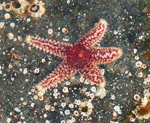 Sea Star - Asterias sp. Maybe either Asterias forbesi or Asterias rubens.

Habitat: Rock in tide pool Asterias,Geotagged,Spring,United States,sea star,starfish