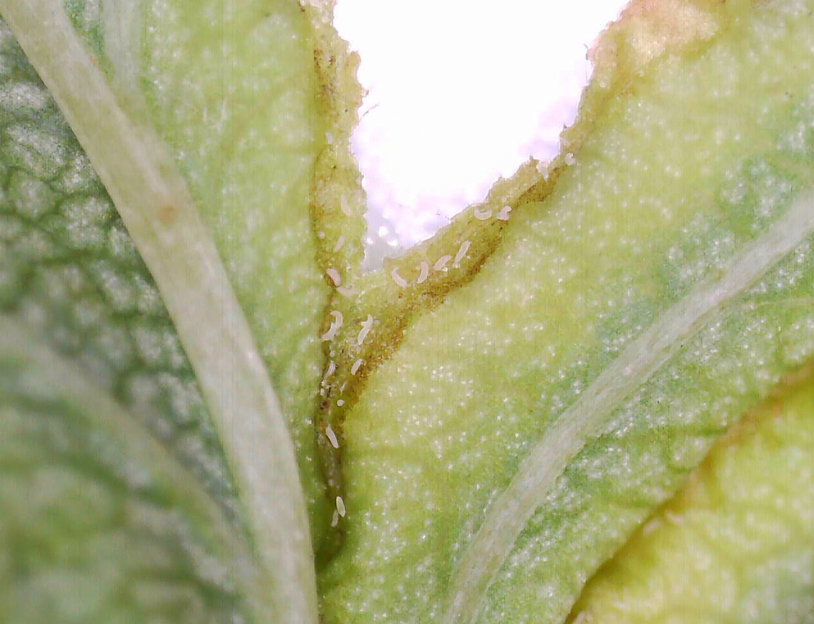 Midge Galls - Blaesodiplosis crataegifolia Host: Crataegus<br />
<figure class="photo"><a href="https://www.jungledragon.com/image/169751/midge_galls_-_blaesodiplosis_crataegifolia.html" title="Midge Galls - Blaesodiplosis crataegifolia"><img src="https://s3.amazonaws.com/media.jungledragon.com/images/3232/169751_thumb.jpg?AWSAccessKeyId=05GMT0V3GWVNE7GGM1R2&Expires=1759968010&Signature=F7oc0RgHKaz0epHpyPklMH2gd7o%3D" width="126" height="152" alt="Midge Galls - Blaesodiplosis crataegifolia Host: Crataegus<br />
https://www.jungledragon.com/image/169751/midge_galls_-_blaesodiplosis_crataegifolia.html<br />
https://www.jungledragon.com/image/169750/midge_galls_-_blaesodiplosis_crataegifolia.html<br />
https://www.jungledragon.com/image/169749/midge_galls_-_blaesodiplosis_crataegifolia.html<br />
https://www.jungledragon.com/image/169748/midge_galls_-_blaesodiplosis_crataegifolia.html Blaesodiplosis,Blaesodiplosis crataegifolia,Cecidomyiidae,Crataegus,Geotagged,Spring,United States,gall,hawthorn,midge gall" /></a></figure><br />
<figure class="photo"><a href="https://www.jungledragon.com/image/169750/midge_galls_-_blaesodiplosis_crataegifolia.html" title="Midge Galls - Blaesodiplosis crataegifolia"><img src="https://s3.amazonaws.com/media.jungledragon.com/images/3232/169750_thumb.jpg?AWSAccessKeyId=05GMT0V3GWVNE7GGM1R2&Expires=1759968010&Signature=iBUBz03LQB4S988xHVDxo9G6NUg%3D" width="124" height="152" alt="Midge Galls - Blaesodiplosis crataegifolia Host: Crataegus<br />
https://www.jungledragon.com/image/169751/midge_galls_-_blaesodiplosis_crataegifolia.html<br />
https://www.jungledragon.com/image/169750/midge_galls_-_blaesodiplosis_crataegifolia.html<br />
https://www.jungledragon.com/image/169749/midge_galls_-_blaesodiplosis_crataegifolia.html<br />
https://www.jungledragon.com/image/169748/midge_galls_-_blaesodiplosis_crataegifolia.html Blaesodiplosis crataegifolia,Geotagged,Spring,United States" /></a></figure><br />
<figure class="photo"><a href="https://www.jungledragon.com/image/169749/midge_galls_-_blaesodiplosis_crataegifolia.html" title="Midge Galls - Blaesodiplosis crataegifolia"><img src="https://s3.amazonaws.com/media.jungledragon.com/images/3232/169749_thumb.jpg?AWSAccessKeyId=05GMT0V3GWVNE7GGM1R2&Expires=1759968010&Signature=yGMZ2uonfh5lpONcZjkqk2RZVzs%3D" width="200" height="152" alt="Midge Galls - Blaesodiplosis crataegifolia Host: Crataegus<br />
https://www.jungledragon.com/image/169751/midge_galls_-_blaesodiplosis_crataegifolia.html<br />
https://www.jungledragon.com/image/169750/midge_galls_-_blaesodiplosis_crataegifolia.html<br />
https://www.jungledragon.com/image/169749/midge_galls_-_blaesodiplosis_crataegifolia.html<br />
https://www.jungledragon.com/image/169748/midge_galls_-_blaesodiplosis_crataegifolia.html Blaesodiplosis crataegifolia,Geotagged,United States" /></a></figure><br />
<figure class="photo"><a href="https://www.jungledragon.com/image/169748/midge_galls_-_blaesodiplosis_crataegifolia.html" title="Midge Galls - Blaesodiplosis crataegifolia"><img src="https://s3.amazonaws.com/media.jungledragon.com/images/3232/169748_thumb.jpg?AWSAccessKeyId=05GMT0V3GWVNE7GGM1R2&Expires=1759968010&Signature=2O5hcsvseJQgsRN4PNjsBryTh7w%3D" width="200" height="154" alt="Midge Galls - Blaesodiplosis crataegifolia Host: Crataegus<br />
https://www.jungledragon.com/image/169751/midge_galls_-_blaesodiplosis_crataegifolia.html<br />
https://www.jungledragon.com/image/169750/midge_galls_-_blaesodiplosis_crataegifolia.html<br />
https://www.jungledragon.com/image/169749/midge_galls_-_blaesodiplosis_crataegifolia.html<br />
https://www.jungledragon.com/image/169748/midge_galls_-_blaesodiplosis_crataegifolia.html Blaesodiplosis crataegifolia,Geotagged,United States" /></a></figure> Blaesodiplosis crataegifolia,Geotagged,United States