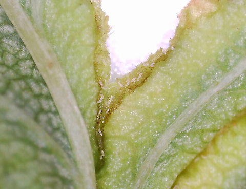 Midge Galls - Blaesodiplosis crataegifolia Host: Crataegus
https://www.jungledragon.com/image/169751/midge_galls_-_blaesodiplosis_crataegifolia.html
https://www.jungledragon.com/image/169750/midge_galls_-_blaesodiplosis_crataegifolia.html
https://www.jungledragon.com/image/169749/midge_galls_-_blaesodiplosis_crataegifolia.html
https://www.jungledragon.com/image/169748/midge_galls_-_blaesodiplosis_crataegifolia.html Blaesodiplosis crataegifolia,Geotagged,United States