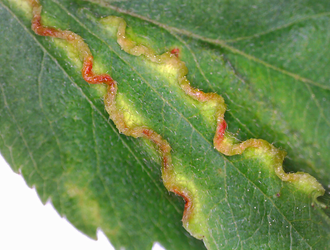 Midge Galls - Blaesodiplosis crataegifolia Host: Crataegus<br />
<figure class="photo"><a href="https://www.jungledragon.com/image/169751/midge_galls_-_blaesodiplosis_crataegifolia.html" title="Midge Galls - Blaesodiplosis crataegifolia"><img src="https://s3.amazonaws.com/media.jungledragon.com/images/3232/169751_thumb.jpg?AWSAccessKeyId=05GMT0V3GWVNE7GGM1R2&Expires=1770854410&Signature=z4Sc5GMTravU8F6J152Q8Nebe%2Bs%3D" width="126" height="152" alt="Midge Galls - Blaesodiplosis crataegifolia Host: Crataegus<br />
https://www.jungledragon.com/image/169751/midge_galls_-_blaesodiplosis_crataegifolia.html<br />
https://www.jungledragon.com/image/169750/midge_galls_-_blaesodiplosis_crataegifolia.html<br />
https://www.jungledragon.com/image/169749/midge_galls_-_blaesodiplosis_crataegifolia.html<br />
https://www.jungledragon.com/image/169748/midge_galls_-_blaesodiplosis_crataegifolia.html Blaesodiplosis,Blaesodiplosis crataegifolia,Cecidomyiidae,Crataegus,Geotagged,Spring,United States,gall,hawthorn,midge gall" /></a></figure><br />
<figure class="photo"><a href="https://www.jungledragon.com/image/169750/midge_galls_-_blaesodiplosis_crataegifolia.html" title="Midge Galls - Blaesodiplosis crataegifolia"><img src="https://s3.amazonaws.com/media.jungledragon.com/images/3232/169750_thumb.jpg?AWSAccessKeyId=05GMT0V3GWVNE7GGM1R2&Expires=1770854410&Signature=9m3xDo6wvdPUTu2JI1sFkgNj08Q%3D" width="124" height="152" alt="Midge Galls - Blaesodiplosis crataegifolia Host: Crataegus<br />
https://www.jungledragon.com/image/169751/midge_galls_-_blaesodiplosis_crataegifolia.html<br />
https://www.jungledragon.com/image/169750/midge_galls_-_blaesodiplosis_crataegifolia.html<br />
https://www.jungledragon.com/image/169749/midge_galls_-_blaesodiplosis_crataegifolia.html<br />
https://www.jungledragon.com/image/169748/midge_galls_-_blaesodiplosis_crataegifolia.html Blaesodiplosis crataegifolia,Geotagged,Spring,United States" /></a></figure><br />
<figure class="photo"><a href="https://www.jungledragon.com/image/169749/midge_galls_-_blaesodiplosis_crataegifolia.html" title="Midge Galls - Blaesodiplosis crataegifolia"><img src="https://s3.amazonaws.com/media.jungledragon.com/images/3232/169749_thumb.jpg?AWSAccessKeyId=05GMT0V3GWVNE7GGM1R2&Expires=1770854410&Signature=AQK%2BiSeV4hzp0Plmj%2FpkSMWyWAs%3D" width="200" height="152" alt="Midge Galls - Blaesodiplosis crataegifolia Host: Crataegus<br />
https://www.jungledragon.com/image/169751/midge_galls_-_blaesodiplosis_crataegifolia.html<br />
https://www.jungledragon.com/image/169750/midge_galls_-_blaesodiplosis_crataegifolia.html<br />
https://www.jungledragon.com/image/169749/midge_galls_-_blaesodiplosis_crataegifolia.html<br />
https://www.jungledragon.com/image/169748/midge_galls_-_blaesodiplosis_crataegifolia.html Blaesodiplosis crataegifolia,Geotagged,United States" /></a></figure><br />
<figure class="photo"><a href="https://www.jungledragon.com/image/169748/midge_galls_-_blaesodiplosis_crataegifolia.html" title="Midge Galls - Blaesodiplosis crataegifolia"><img src="https://s3.amazonaws.com/media.jungledragon.com/images/3232/169748_thumb.jpg?AWSAccessKeyId=05GMT0V3GWVNE7GGM1R2&Expires=1770854410&Signature=B990uNXNxIj8cDWhV%2BJgFKcdU2c%3D" width="200" height="154" alt="Midge Galls - Blaesodiplosis crataegifolia Host: Crataegus<br />
https://www.jungledragon.com/image/169751/midge_galls_-_blaesodiplosis_crataegifolia.html<br />
https://www.jungledragon.com/image/169750/midge_galls_-_blaesodiplosis_crataegifolia.html<br />
https://www.jungledragon.com/image/169749/midge_galls_-_blaesodiplosis_crataegifolia.html<br />
https://www.jungledragon.com/image/169748/midge_galls_-_blaesodiplosis_crataegifolia.html Blaesodiplosis crataegifolia,Geotagged,United States" /></a></figure> Blaesodiplosis crataegifolia,Geotagged,United States