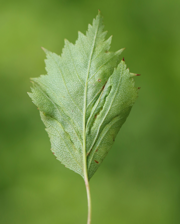 Midge Galls - Blaesodiplosis crataegifolia Host: Crataegus<br />
<figure class="photo"><a href="https://www.jungledragon.com/image/169751/midge_galls_-_blaesodiplosis_crataegifolia.html" title="Midge Galls - Blaesodiplosis crataegifolia"><img src="https://s3.amazonaws.com/media.jungledragon.com/images/3232/169751_thumb.jpg?AWSAccessKeyId=05GMT0V3GWVNE7GGM1R2&Expires=1770854410&Signature=z4Sc5GMTravU8F6J152Q8Nebe%2Bs%3D" width="126" height="152" alt="Midge Galls - Blaesodiplosis crataegifolia Host: Crataegus<br />
https://www.jungledragon.com/image/169751/midge_galls_-_blaesodiplosis_crataegifolia.html<br />
https://www.jungledragon.com/image/169750/midge_galls_-_blaesodiplosis_crataegifolia.html<br />
https://www.jungledragon.com/image/169749/midge_galls_-_blaesodiplosis_crataegifolia.html<br />
https://www.jungledragon.com/image/169748/midge_galls_-_blaesodiplosis_crataegifolia.html Blaesodiplosis,Blaesodiplosis crataegifolia,Cecidomyiidae,Crataegus,Geotagged,Spring,United States,gall,hawthorn,midge gall" /></a></figure><br />
<figure class="photo"><a href="https://www.jungledragon.com/image/169750/midge_galls_-_blaesodiplosis_crataegifolia.html" title="Midge Galls - Blaesodiplosis crataegifolia"><img src="https://s3.amazonaws.com/media.jungledragon.com/images/3232/169750_thumb.jpg?AWSAccessKeyId=05GMT0V3GWVNE7GGM1R2&Expires=1770854410&Signature=9m3xDo6wvdPUTu2JI1sFkgNj08Q%3D" width="124" height="152" alt="Midge Galls - Blaesodiplosis crataegifolia Host: Crataegus<br />
https://www.jungledragon.com/image/169751/midge_galls_-_blaesodiplosis_crataegifolia.html<br />
https://www.jungledragon.com/image/169750/midge_galls_-_blaesodiplosis_crataegifolia.html<br />
https://www.jungledragon.com/image/169749/midge_galls_-_blaesodiplosis_crataegifolia.html<br />
https://www.jungledragon.com/image/169748/midge_galls_-_blaesodiplosis_crataegifolia.html Blaesodiplosis crataegifolia,Geotagged,Spring,United States" /></a></figure><br />
<figure class="photo"><a href="https://www.jungledragon.com/image/169749/midge_galls_-_blaesodiplosis_crataegifolia.html" title="Midge Galls - Blaesodiplosis crataegifolia"><img src="https://s3.amazonaws.com/media.jungledragon.com/images/3232/169749_thumb.jpg?AWSAccessKeyId=05GMT0V3GWVNE7GGM1R2&Expires=1770854410&Signature=AQK%2BiSeV4hzp0Plmj%2FpkSMWyWAs%3D" width="200" height="152" alt="Midge Galls - Blaesodiplosis crataegifolia Host: Crataegus<br />
https://www.jungledragon.com/image/169751/midge_galls_-_blaesodiplosis_crataegifolia.html<br />
https://www.jungledragon.com/image/169750/midge_galls_-_blaesodiplosis_crataegifolia.html<br />
https://www.jungledragon.com/image/169749/midge_galls_-_blaesodiplosis_crataegifolia.html<br />
https://www.jungledragon.com/image/169748/midge_galls_-_blaesodiplosis_crataegifolia.html Blaesodiplosis crataegifolia,Geotagged,United States" /></a></figure><br />
<figure class="photo"><a href="https://www.jungledragon.com/image/169748/midge_galls_-_blaesodiplosis_crataegifolia.html" title="Midge Galls - Blaesodiplosis crataegifolia"><img src="https://s3.amazonaws.com/media.jungledragon.com/images/3232/169748_thumb.jpg?AWSAccessKeyId=05GMT0V3GWVNE7GGM1R2&Expires=1770854410&Signature=B990uNXNxIj8cDWhV%2BJgFKcdU2c%3D" width="200" height="154" alt="Midge Galls - Blaesodiplosis crataegifolia Host: Crataegus<br />
https://www.jungledragon.com/image/169751/midge_galls_-_blaesodiplosis_crataegifolia.html<br />
https://www.jungledragon.com/image/169750/midge_galls_-_blaesodiplosis_crataegifolia.html<br />
https://www.jungledragon.com/image/169749/midge_galls_-_blaesodiplosis_crataegifolia.html<br />
https://www.jungledragon.com/image/169748/midge_galls_-_blaesodiplosis_crataegifolia.html Blaesodiplosis crataegifolia,Geotagged,United States" /></a></figure> Blaesodiplosis crataegifolia,Geotagged,Spring,United States