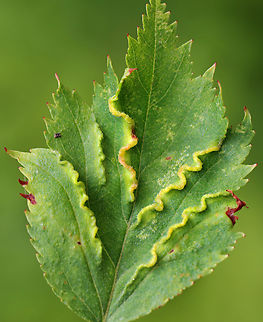 Midge Galls - Blaesodiplosis crataegifolia Host: Crataegus
https://www.jungledragon.com/image/169751/midge_galls_-_blaesodiplosis_crataegifolia.html
https://www.jungledragon.com/image/169750/midge_galls_-_blaesodiplosis_crataegifolia.html
https://www.jungledragon.com/image/169749/midge_galls_-_blaesodiplosis_crataegifolia.html
https://www.jungledragon.com/image/169748/midge_galls_-_blaesodiplosis_crataegifolia.html Blaesodiplosis,Blaesodiplosis crataegifolia,Cecidomyiidae,Crataegus,Geotagged,Spring,United States,gall,hawthorn,midge gall