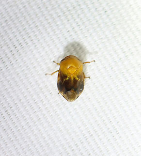 Pecan Spittlebug - Clastoptera achatina Attracted to a moth light Clastoptera achatina,Clastopteridae,Geotagged,Pecan Spittlebug,Spittlebug,Summer,United States