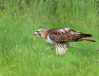 Red-tailed Hawk - Buteo jamaicensis I came upon this hawk at the edge of a coastal forest. It was in the middle of breakfast and appeared to be slurping intestines like spaghetti.<br />
https://www.jungledragon.com/image/170152/red-tailed_hawk_-_buteo_jamaicensis.html Buteo jamaicensis,Geotagged,Red-tailed hawk,Spring,United States,buteo,hawk