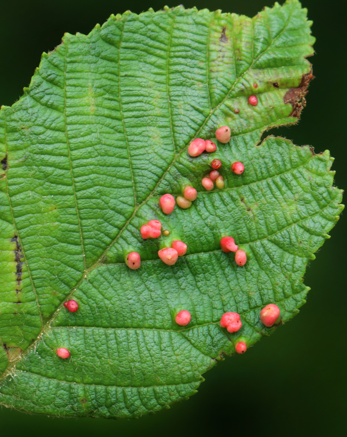 Alder Leaf Galls - Eriophyes laevis Host: Alnus Alder Leaf Gall Mite,Eriophyes,Eriophyes laevis,Geotagged,Spring,United States,gall,mite,mite gall