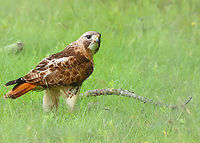 Red-tailed Hawk - Buteo jamaicensis I came upon this hawk at the edge of a coastal forest. It was in the middle of breakfast and appeared to be slurping intestines like spaghetti.<br />
https://www.jungledragon.com/image/170150/red-tailed_hawk_-_buteo_jamaicensis.html Buteo jamaicensis,Geotagged,Red-tailed hawk,Spring,United States