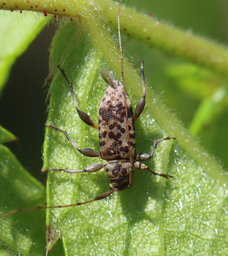 Longhorn Beetle - Hyperplatys maculata Not happy with the photo, but happy to add the species to JD.<br />
<br />
Habitat: Rural yard Geotagged,Hyperplatys,Hyperplatys maculata,Summer,United States,beetle,longhorn beetle