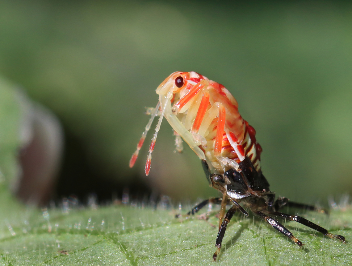 Stink Bug Nymph - Podisus sp. Late instar nymph<br />
<br />
Habitat: Found on a garden squash plant Geotagged,Summer,United States,nymph,pentatomidae,podisus,stink bug