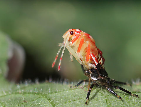 Stink Bug Nymph - Podisus sp. Late instar nymph

Habitat: Found on a garden squash plant Geotagged,Summer,United States,nymph,pentatomidae,podisus,stink bug