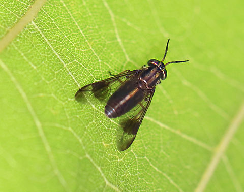 Deer fly - Chrysops univittatus They have been so vicious and numerous this summer that I have taken to using my flash diffuser as a deer fly swatter.

Habitat: Hardwood forest Chrysops,Chrysops univittatus,Geotagged,Summer,United States,deer fly,fly