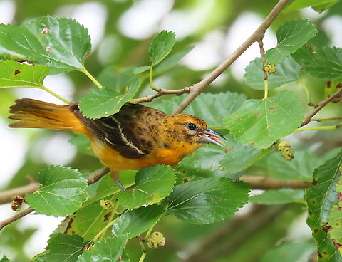 Baltimore Oriole - Icterus galbula Habitat: Mulberry tree in my yard Baltimore oriole,Geotagged,Icterus,Icterus galbula,Summer,United States,mulberry,oriole