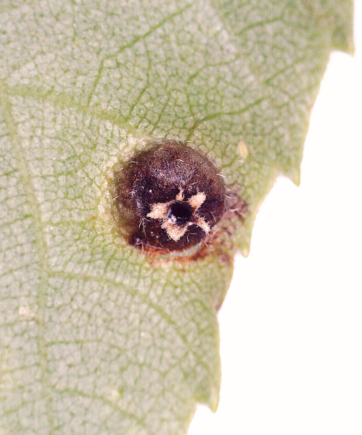 Galls - Phylloxera conica Integral galls with thick walls. They reminded me of barnacles.<br />
<br />
Host: Carya<br />
<br />
<figure class="photo"><a href="https://www.jungledragon.com/image/170331/galls_-_phylloxera_conica.html" title="Galls - Phylloxera conica"><img src="https://s3.amazonaws.com/media.jungledragon.com/images/3232/170331_thumb.jpg?AWSAccessKeyId=05GMT0V3GWVNE7GGM1R2&Expires=1769040010&Signature=MePEHj1lQM5q8NL5Kn%2BKsmVzBoU%3D" width="200" height="150" alt="Galls - Phylloxera conica Integral galls with thick walls. They reminded me of barnacles.<br />
<br />
Host: Carya<br />
https://www.jungledragon.com/image/170330/galls_-_phylloxera_conica.html Geotagged,Phylloxera conica,Summer,United States,carya,galls,phylloxera" /></a></figure> Geotagged,Phylloxera conica,United States