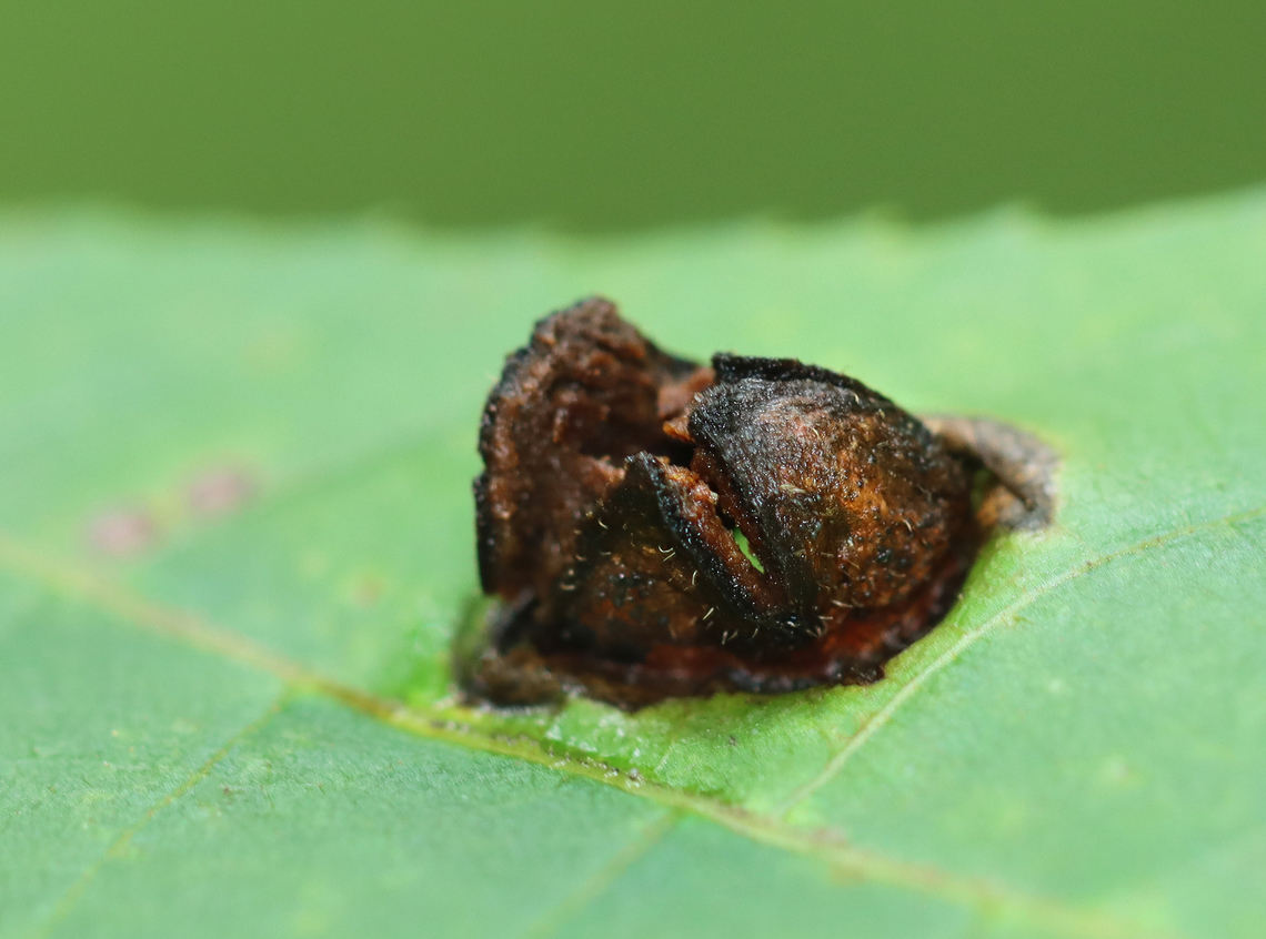Galls - Phylloxera conica Integral galls with thick walls. They reminded me of barnacles.<br />
<br />
Host: Carya<br />
<figure class="photo"><a href="https://www.jungledragon.com/image/170330/galls_-_phylloxera_conica.html" title="Galls - Phylloxera conica"><img src="https://s3.amazonaws.com/media.jungledragon.com/images/3232/170330_thumb.jpg?AWSAccessKeyId=05GMT0V3GWVNE7GGM1R2&Expires=1759968010&Signature=522NX92CCDygL%2FquSIN8TCqltdc%3D" width="128" height="152" alt="Galls - Phylloxera conica Integral galls with thick walls. They reminded me of barnacles.<br />
<br />
Host: Carya<br />
<br />
https://www.jungledragon.com/image/170331/galls_-_phylloxera_conica.html Geotagged,Phylloxera conica,United States" /></a></figure> Geotagged,Phylloxera conica,Summer,United States,carya,galls,phylloxera