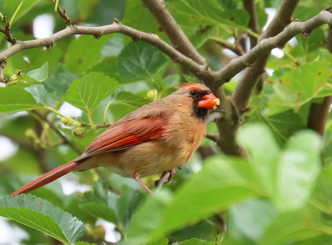 Northern Cardinal - Cardinalis cardinalis Habitat: Mulberry tree in my yard <br />
<br />
Mulberry tag: <a href="https://www.jungledragon.com/tag/92368/mulberry.html" title="mulberry" class="tag"><em>24</em>mulberry</a> Cardinalis,Cardinalis cardinalis,Geotagged,Northern Cardinal,Summer,United States,cardinal,mulberry