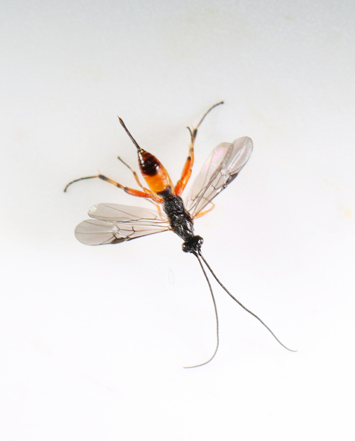 Parasitoid Wasp - Family Braconidae I collected a casebearer (Coleophora atromarginata) larva on 5/16/25, and it appeared to pupate a few weeks later. I've been waiting for the adult moth to emerge ever since and nearly gave up, thinking it had died. But, on 7/17/25, this tiny, parasitoid wasp emerged from the case instead of the moth that I had been anticipating. <br />
<br />
*Photo taken through microscope<br />
<br />
Initial observation of casebearer: <figure class="photo"><a href="https://www.jungledragon.com/image/169049/american_pistol_casebearer_moth_-_coleophora_atromarginata.html" title="American pistol casebearer moth - Coleophora atromarginata"><img src="https://s3.amazonaws.com/media.jungledragon.com/images/3232/169049_thumb.jpg?AWSAccessKeyId=05GMT0V3GWVNE7GGM1R2&Expires=1763596810&Signature=p%2BBZO16L1EdDsX0k1EVXly%2FpZXU%3D" width="200" height="148" alt="American pistol casebearer moth - Coleophora atromarginata I collected a specimen to see if I can rear it. <br />
<br />
Host: Prunus serotina <br />
<br />
Video: https://youtu.be/W7CWvW5Xe74 American pistol casebearer moth,Coleophora,Coleophora atromarginata,Geotagged,Spring,United States,casebearer" /></a></figure> Braconidae,Coleophora atromarginata,Geotagged,Summer,United States,casebearer,coleophora,parasitoid,wasp