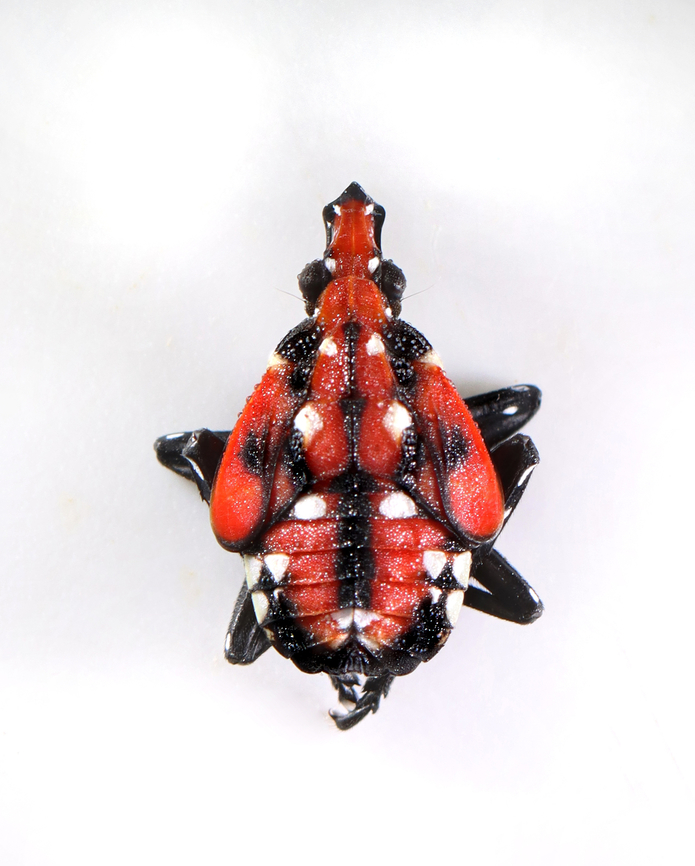 Spotted Lanternfly - Lycorma delicatula Spotted lanternflies are invading the northeastern US. They feed on at least 70 species of plants and can cause lots of damage. I have been collecting and killing as many as possible in my yard, but it's impossible to get them all.<br />
<br />
Habitat: I saw 100's of nymphs on a single Ailanthus altissima tree. Semi-rural backyard<br />
<figure class="photo"><a href="https://www.jungledragon.com/image/170399/spotted_lanternfly_-_lycorma_delicatula.html" title="Spotted Lanternfly - Lycorma delicatula"><img src="https://s3.amazonaws.com/media.jungledragon.com/images/3232/170399_thumb.jpg?AWSAccessKeyId=05GMT0V3GWVNE7GGM1R2&Expires=1759968010&Signature=fsCpNmcmqEUCjoQinjfgrTiVMOU%3D" width="124" height="152" alt="Spotted Lanternfly - Lycorma delicatula Spotted lanternflies are invading the northeastern US. They feed on at least 70 species of plants and can cause lots of damage. I have been collecting and killing as many as possible in my yard, but it's impossible to get them all.<br />
<br />
Habitat: I saw 100's of nymphs on a single Ailanthus altissima tree. Semi-rural backyard<br />
https://www.jungledragon.com/image/170399/spotted_lanternfly_-_lycorma_delicatula.html<br />
https://www.jungledragon.com/image/170401/spotted_lanternfly_-_lycorma_delicatula.html<br />
https://www.jungledragon.com/image/170400/spotted_lanternfly_-_lycorma_delicatula.html Geotagged,Lycorma delicatula,Spotted lanternfly,Summer,United States" /></a></figure><br />
<figure class="photo"><a href="https://www.jungledragon.com/image/170401/spotted_lanternfly_-_lycorma_delicatula.html" title="Spotted Lanternfly - Lycorma delicatula"><img src="https://s3.amazonaws.com/media.jungledragon.com/images/3232/170401_thumb.jpg?AWSAccessKeyId=05GMT0V3GWVNE7GGM1R2&Expires=1759968010&Signature=9jwDbo2PqjuuZr0e1zrOu8D8%2Bfw%3D" width="126" height="152" alt="Spotted Lanternfly - Lycorma delicatula Spotted lanternflies are invading the northeastern US. They feed on at least 70 species of plants and can cause lots of damage. I have been collecting and killing as many as possible in my yard, but it's impossible to get them all.<br />
<br />
Habitat: I saw 100's of nymphs on a single Ailanthus altissima tree. Semi-rural backyard<br />
https://www.jungledragon.com/image/170399/spotted_lanternfly_-_lycorma_delicatula.html<br />
https://www.jungledragon.com/image/170401/spotted_lanternfly_-_lycorma_delicatula.html<br />
https://www.jungledragon.com/image/170400/spotted_lanternfly_-_lycorma_delicatula.html Geotagged,Lycorma,Lycorma delicatula,Spotted lanternfly,Summer,United States,invasive species,lanternfly" /></a></figure><br />
<figure class="photo"><a href="https://www.jungledragon.com/image/170400/spotted_lanternfly_-_lycorma_delicatula.html" title="Spotted Lanternfly - Lycorma delicatula"><img src="https://s3.amazonaws.com/media.jungledragon.com/images/3232/170400_thumb.jpg?AWSAccessKeyId=05GMT0V3GWVNE7GGM1R2&Expires=1759968010&Signature=K5%2FK49UJ%2FGNySoFzWFOnOqvUJZg%3D" width="128" height="152" alt="Spotted Lanternfly - Lycorma delicatula Spotted lanternflies are invading the northeastern US. They feed on at least 70 species of plants and can cause lots of damage. I have been collecting and killing as many as possible in my yard, but it's impossible to get them all.<br />
<br />
Habitat: I saw 100's of nymphs on a single Ailanthus altissima tree. Semi-rural backyard<br />
https://www.jungledragon.com/image/170399/spotted_lanternfly_-_lycorma_delicatula.html<br />
https://www.jungledragon.com/image/170401/spotted_lanternfly_-_lycorma_delicatula.html<br />
https://www.jungledragon.com/image/170400/spotted_lanternfly_-_lycorma_delicatula.html Geotagged,Lycorma delicatula,Spotted lanternfly,Summer,United States" /></a></figure> Geotagged,Lycorma delicatula,Spotted lanternfly,Summer,United States