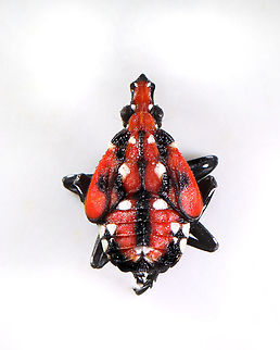 Spotted Lanternfly - Lycorma delicatula Spotted lanternflies are invading the northeastern US. They feed on at least 70 species of plants and can cause lots of damage. I have been collecting and killing as many as possible in my yard, but it's impossible to get them all.

Habitat: I saw 100's of nymphs on a single Ailanthus altissima tree. Semi-rural backyard
https://www.jungledragon.com/image/170399/spotted_lanternfly_-_lycorma_delicatula.html
https://www.jungledragon.com/image/170401/spotted_lanternfly_-_lycorma_delicatula.html
https://www.jungledragon.com/image/170400/spotted_lanternfly_-_lycorma_delicatula.html Geotagged,Lycorma delicatula,Spotted lanternfly,Summer,United States