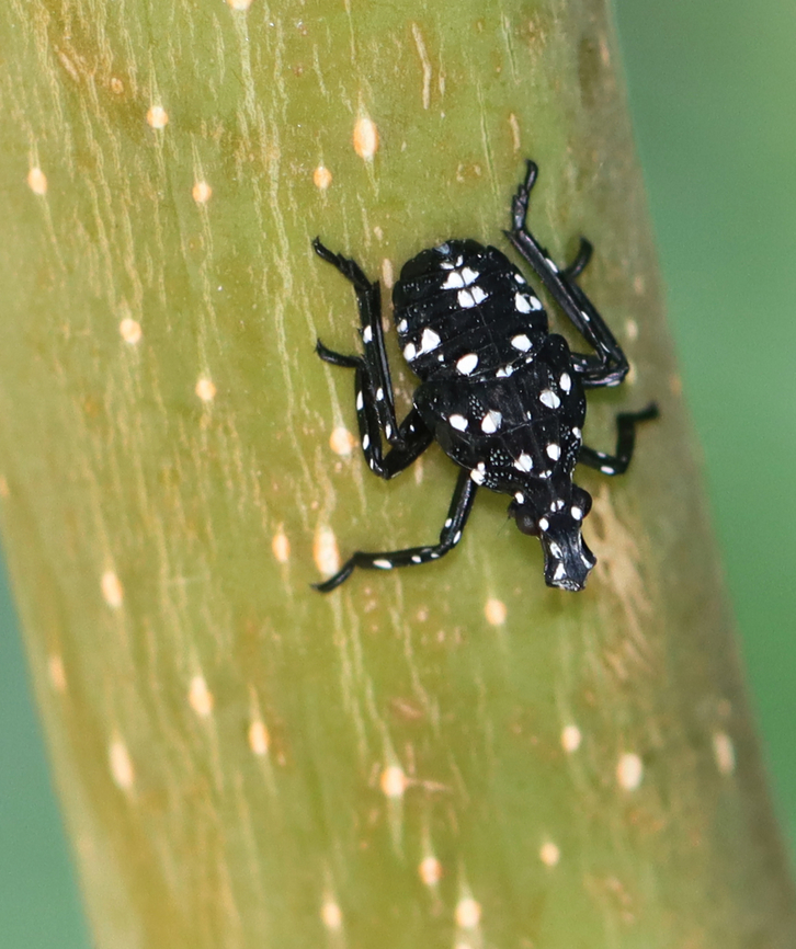 Spotted Lanternfly - Lycorma delicatula Spotted lanternflies are invading the northeastern US. They feed on at least 70 species of plants and can cause lots of damage. I have been collecting and killing as many as possible in my yard, but it&#039;s impossible to get them all.<br />
<br />
Habitat: I saw 100&#039;s of nymphs on a single Ailanthus altissima tree. Semi-rural backyard<br />
<figure class="photo"><a href="https://www.jungledragon.com/image/170399/spotted_lanternfly_-_lycorma_delicatula.html" title="Spotted Lanternfly - Lycorma delicatula"><img src="https://s3.amazonaws.com/media.jungledragon.com/images/3232/170399_thumb.jpg?AWSAccessKeyId=05GMT0V3GWVNE7GGM1R2&Expires=1765411210&Signature=6M26FHVRU0wWsXY%2BWQBYtE0ptnI%3D" width="124" height="152" alt="Spotted Lanternfly - Lycorma delicatula Spotted lanternflies are invading the northeastern US. They feed on at least 70 species of plants and can cause lots of damage. I have been collecting and killing as many as possible in my yard, but it&#039;s impossible to get them all.<br />
<br />
Habitat: I saw 100&#039;s of nymphs on a single Ailanthus altissima tree. Semi-rural backyard<br />
https://www.jungledragon.com/image/170399/spotted_lanternfly_-_lycorma_delicatula.html<br />
https://www.jungledragon.com/image/170401/spotted_lanternfly_-_lycorma_delicatula.html<br />
https://www.jungledragon.com/image/170400/spotted_lanternfly_-_lycorma_delicatula.html Geotagged,Lycorma delicatula,Spotted lanternfly,Summer,United States" /></a></figure><br />
<figure class="photo"><a href="https://www.jungledragon.com/image/170401/spotted_lanternfly_-_lycorma_delicatula.html" title="Spotted Lanternfly - Lycorma delicatula"><img src="https://s3.amazonaws.com/media.jungledragon.com/images/3232/170401_thumb.jpg?AWSAccessKeyId=05GMT0V3GWVNE7GGM1R2&Expires=1765411210&Signature=Mnt3o4HqdL4MjmZzSQo0mOHi27c%3D" width="126" height="152" alt="Spotted Lanternfly - Lycorma delicatula Spotted lanternflies are invading the northeastern US. They feed on at least 70 species of plants and can cause lots of damage. I have been collecting and killing as many as possible in my yard, but it&#039;s impossible to get them all.<br />
<br />
Habitat: I saw 100&#039;s of nymphs on a single Ailanthus altissima tree. Semi-rural backyard<br />
https://www.jungledragon.com/image/170399/spotted_lanternfly_-_lycorma_delicatula.html<br />
https://www.jungledragon.com/image/170401/spotted_lanternfly_-_lycorma_delicatula.html<br />
https://www.jungledragon.com/image/170400/spotted_lanternfly_-_lycorma_delicatula.html Geotagged,Lycorma,Lycorma delicatula,Spotted lanternfly,Summer,United States,invasive species,lanternfly" /></a></figure><br />
<figure class="photo"><a href="https://www.jungledragon.com/image/170400/spotted_lanternfly_-_lycorma_delicatula.html" title="Spotted Lanternfly - Lycorma delicatula"><img src="https://s3.amazonaws.com/media.jungledragon.com/images/3232/170400_thumb.jpg?AWSAccessKeyId=05GMT0V3GWVNE7GGM1R2&Expires=1765411210&Signature=uKNBPy08Gg%2B%2F1uu1cXJAqk3v%2BkY%3D" width="128" height="152" alt="Spotted Lanternfly - Lycorma delicatula Spotted lanternflies are invading the northeastern US. They feed on at least 70 species of plants and can cause lots of damage. I have been collecting and killing as many as possible in my yard, but it&#039;s impossible to get them all.<br />
<br />
Habitat: I saw 100&#039;s of nymphs on a single Ailanthus altissima tree. Semi-rural backyard<br />
https://www.jungledragon.com/image/170399/spotted_lanternfly_-_lycorma_delicatula.html<br />
https://www.jungledragon.com/image/170401/spotted_lanternfly_-_lycorma_delicatula.html<br />
https://www.jungledragon.com/image/170400/spotted_lanternfly_-_lycorma_delicatula.html Geotagged,Lycorma delicatula,Spotted lanternfly,Summer,United States" /></a></figure> Geotagged,Lycorma delicatula,Spotted lanternfly,Summer,United States