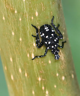 Spotted Lanternfly - Lycorma delicatula Spotted lanternflies are invading the northeastern US. They feed on at least 70 species of plants and can cause lots of damage. I have been collecting and killing as many as possible in my yard, but it's impossible to get them all.

Habitat: I saw 100's of nymphs on a single Ailanthus altissima tree. Semi-rural backyard
https://www.jungledragon.com/image/170399/spotted_lanternfly_-_lycorma_delicatula.html
https://www.jungledragon.com/image/170401/spotted_lanternfly_-_lycorma_delicatula.html
https://www.jungledragon.com/image/170400/spotted_lanternfly_-_lycorma_delicatula.html Geotagged,Lycorma delicatula,Spotted lanternfly,Summer,United States