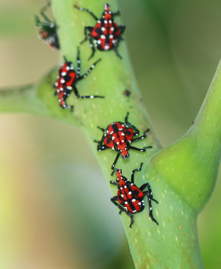 Spotted Lanternfly - Lycorma delicatula Spotted lanternflies are invading the northeastern US. They feed on at least 70 species of plants and can cause lots of damage. I have been collecting and killing as many as possible in my yard, but it&#039;s impossible to get them all.<br />
<br />
Habitat: I saw 100&#039;s of nymphs on a single Ailanthus altissima tree. Semi-rural backyard<br />
<figure class="photo"><a href="https://www.jungledragon.com/image/170399/spotted_lanternfly_-_lycorma_delicatula.html" title="Spotted Lanternfly - Lycorma delicatula"><img src="https://s3.amazonaws.com/media.jungledragon.com/images/3232/170399_thumb.jpg?AWSAccessKeyId=05GMT0V3GWVNE7GGM1R2&Expires=1767225610&Signature=63fq6Lsx0rTlp3sWkU5isEx%2BO3k%3D" width="124" height="152" alt="Spotted Lanternfly - Lycorma delicatula Spotted lanternflies are invading the northeastern US. They feed on at least 70 species of plants and can cause lots of damage. I have been collecting and killing as many as possible in my yard, but it&#039;s impossible to get them all.<br />
<br />
Habitat: I saw 100&#039;s of nymphs on a single Ailanthus altissima tree. Semi-rural backyard<br />
https://www.jungledragon.com/image/170399/spotted_lanternfly_-_lycorma_delicatula.html<br />
https://www.jungledragon.com/image/170401/spotted_lanternfly_-_lycorma_delicatula.html<br />
https://www.jungledragon.com/image/170400/spotted_lanternfly_-_lycorma_delicatula.html Geotagged,Lycorma delicatula,Spotted lanternfly,Summer,United States" /></a></figure><br />
<figure class="photo"><a href="https://www.jungledragon.com/image/170401/spotted_lanternfly_-_lycorma_delicatula.html" title="Spotted Lanternfly - Lycorma delicatula"><img src="https://s3.amazonaws.com/media.jungledragon.com/images/3232/170401_thumb.jpg?AWSAccessKeyId=05GMT0V3GWVNE7GGM1R2&Expires=1767225610&Signature=xRzEzBRRIXzUOWxXm6%2FslytABU0%3D" width="126" height="152" alt="Spotted Lanternfly - Lycorma delicatula Spotted lanternflies are invading the northeastern US. They feed on at least 70 species of plants and can cause lots of damage. I have been collecting and killing as many as possible in my yard, but it&#039;s impossible to get them all.<br />
<br />
Habitat: I saw 100&#039;s of nymphs on a single Ailanthus altissima tree. Semi-rural backyard<br />
https://www.jungledragon.com/image/170399/spotted_lanternfly_-_lycorma_delicatula.html<br />
https://www.jungledragon.com/image/170401/spotted_lanternfly_-_lycorma_delicatula.html<br />
https://www.jungledragon.com/image/170400/spotted_lanternfly_-_lycorma_delicatula.html Geotagged,Lycorma,Lycorma delicatula,Spotted lanternfly,Summer,United States,invasive species,lanternfly" /></a></figure><br />
<figure class="photo"><a href="https://www.jungledragon.com/image/170400/spotted_lanternfly_-_lycorma_delicatula.html" title="Spotted Lanternfly - Lycorma delicatula"><img src="https://s3.amazonaws.com/media.jungledragon.com/images/3232/170400_thumb.jpg?AWSAccessKeyId=05GMT0V3GWVNE7GGM1R2&Expires=1767225610&Signature=Dq9OAU%2FPffG688BPfG%2BIppJJIHU%3D" width="128" height="152" alt="Spotted Lanternfly - Lycorma delicatula Spotted lanternflies are invading the northeastern US. They feed on at least 70 species of plants and can cause lots of damage. I have been collecting and killing as many as possible in my yard, but it&#039;s impossible to get them all.<br />
<br />
Habitat: I saw 100&#039;s of nymphs on a single Ailanthus altissima tree. Semi-rural backyard<br />
https://www.jungledragon.com/image/170399/spotted_lanternfly_-_lycorma_delicatula.html<br />
https://www.jungledragon.com/image/170401/spotted_lanternfly_-_lycorma_delicatula.html<br />
https://www.jungledragon.com/image/170400/spotted_lanternfly_-_lycorma_delicatula.html Geotagged,Lycorma delicatula,Spotted lanternfly,Summer,United States" /></a></figure> Geotagged,Lycorma,Lycorma delicatula,Spotted lanternfly,Summer,United States,invasive species,lanternfly