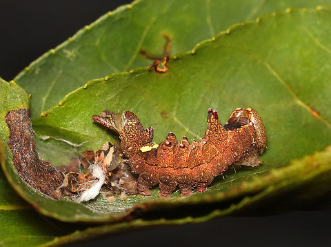 Black-blotched Prominent- Oedemasia leptinoides (Photo 4) I collected this caterpillar on 7/22/25. I wasn't sure if it was molting, pupating, or dying. It turns out that it was molting. The process took nearly 24 hours. For most of that time, the caterpillar was lying still on its silk mat, but the last couple hours (on 7/23) were occupied with convulsions that looked like the caterpillar's guts were churning. It made me nauseous to watch, but watch I did. Finally, it crawled out of its old skin. I let it rest for several hours before releasing back into the wild.

Video 1 shows the convulsions: https://www.youtube.com/watch?v=6f-mpC4rJMU

Video 2 shows the cat crawling out of its old skin: https://www.youtube.com/watch?v=4oWqJsCsDsQ

https://www.jungledragon.com/image/170617/black-blotched_prominent-_oedemasia_leptinoides_photo_1.html
https://www.jungledragon.com/image/170618/black-blotched_prominent-_oedemasia_leptinoides_photo_2.html
https://www.jungledragon.com/image/170616/black-blotched_prominent-_oedemasia_leptinoides_photo_3.html
https://www.jungledragon.com/image/170615/black-blotched_prominent-_oedemasia_leptinoides_photo_4.html Geotagged,Oedemasia leptinoides,Summer,United States