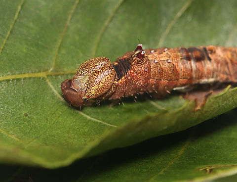 Black-blotched Prominent- Oedemasia leptinoides (Photo 3) I collected this caterpillar on 7/22/25. I wasn't sure if it was molting, pupating, or dying. It turns out that it was molting. The process took nearly 24 hours. For most of that time, the caterpillar was lying still on its silk mat, but the last couple hours (on 7/23) were occupied with convulsions that looked like the caterpillar's guts were churning. It made me nauseous to watch, but watch I did. Finally, it crawled out of its old skin. I let it rest for several hours before releasing back into the wild.

Video 1 shows the convulsions: https://www.youtube.com/watch?v=6f-mpC4rJMU

Video 2 shows the cat crawling out of its old skin: https://www.youtube.com/watch?v=4oWqJsCsDsQ

https://www.jungledragon.com/image/170617/black-blotched_prominent-_oedemasia_leptinoides_photo_1.html
https://www.jungledragon.com/image/170618/black-blotched_prominent-_oedemasia_leptinoides_photo_2.html
https://www.jungledragon.com/image/170616/black-blotched_prominent-_oedemasia_leptinoides_photo_3.html
https://www.jungledragon.com/image/170615/black-blotched_prominent-_oedemasia_leptinoides_photo_4.html
 Geotagged,Oedemasia leptinoides,Summer,United States