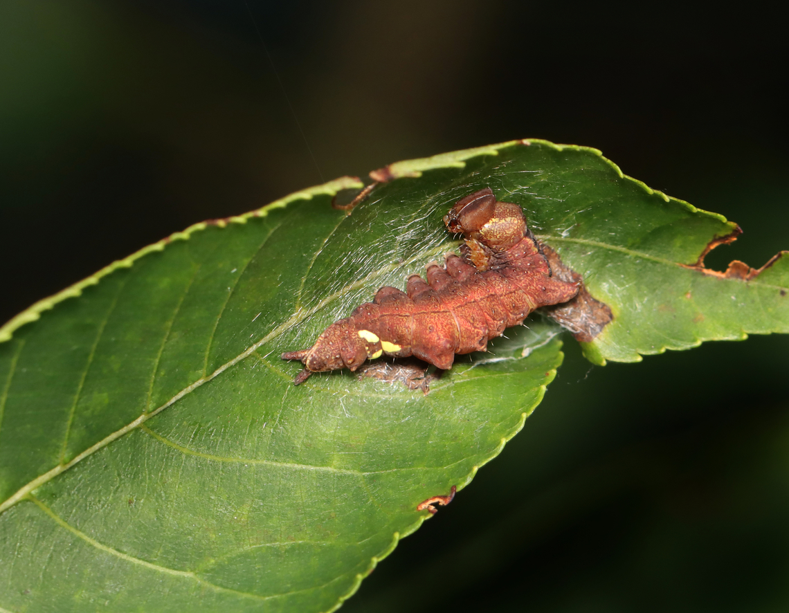 Black-blotched Prominent- Oedemasia leptinoides (Photo 1) I collected this caterpillar on 7/22/25. I wasn&#039;t sure if it was molting, pupating, or dying. It turns out that it was molting. The process took nearly 24 hours. For most of that time, the caterpillar was lying still on its silk mat, but the last couple hours (on 7/23) were occupied with convulsions that looked like the caterpillar&#039;s guts were churning. It made me nauseous to watch, but watch I did. Finally, it crawled out of its old skin. I let it rest for several hours before releasing back into the wild.<br />
<br />
Video 1 shows the convulsions: <section class="video"><iframe width="448" height="282" src="https://www.youtube-nocookie.com/embed/6f-mpC4rJMU?hd=1&autoplay=0&rel=0" frameborder="0" allowfullscreen></iframe></section><br />
<br />
Video 2 shows the cat crawling out of its old skin: <section class="video"><iframe width="448" height="282" src="https://www.youtube-nocookie.com/embed/4oWqJsCsDsQ?hd=1&autoplay=0&rel=0" frameborder="0" allowfullscreen></iframe></section><br />
<br />
<figure class="photo"><a href="https://www.jungledragon.com/image/170617/black-blotched_prominent-_oedemasia_leptinoides_photo_1.html" title="Black-blotched Prominent- Oedemasia leptinoides (Photo 1)"><img src="https://s3.amazonaws.com/media.jungledragon.com/images/3232/170617_thumb.jpg?AWSAccessKeyId=05GMT0V3GWVNE7GGM1R2&Expires=1767225610&Signature=JIhmOCVQXOEkyqL1PDiKlEXOTjQ%3D" width="200" height="156" alt="Black-blotched Prominent- Oedemasia leptinoides (Photo 1) I collected this caterpillar on 7/22/25. I wasn&#039;t sure if it was molting, pupating, or dying. It turns out that it was molting. The process took nearly 24 hours. For most of that time, the caterpillar was lying still on its silk mat, but the last couple hours (on 7/23) were occupied with convulsions that looked like the caterpillar&#039;s guts were churning. It made me nauseous to watch, but watch I did. Finally, it crawled out of its old skin. I let it rest for several hours before releasing back into the wild.<br />
<br />
Video 1 shows the convulsions: https://www.youtube.com/watch?v=6f-mpC4rJMU<br />
<br />
Video 2 shows the cat crawling out of its old skin: https://www.youtube.com/watch?v=4oWqJsCsDsQ<br />
<br />
https://www.jungledragon.com/image/170617/black-blotched_prominent-_oedemasia_leptinoides_photo_1.html<br />
https://www.jungledragon.com/image/170618/black-blotched_prominent-_oedemasia_leptinoides_photo_2.html<br />
https://www.jungledragon.com/image/170616/black-blotched_prominent-_oedemasia_leptinoides_photo_3.html<br />
https://www.jungledragon.com/image/170615/black-blotched_prominent-_oedemasia_leptinoides_photo_4.html Geotagged,Oedemasia,Oedemasia leptinoides,Summer,United States,black-blotched schizura,caterpillar,molting caterpillar" /></a></figure><br />
<figure class="photo"><a href="https://www.jungledragon.com/image/170618/black-blotched_prominent-_oedemasia_leptinoides_photo_2.html" title="Black-blotched Prominent- Oedemasia leptinoides (Photo 2)"><img src="https://s3.amazonaws.com/media.jungledragon.com/images/3232/170618_thumb.jpg?AWSAccessKeyId=05GMT0V3GWVNE7GGM1R2&Expires=1767225610&Signature=9tMqrVVaB5WKWm0cMBkpGwvXXlE%3D" width="200" height="156" alt="Black-blotched Prominent- Oedemasia leptinoides (Photo 2) I collected this caterpillar on 7/22/25. I wasn&#039;t sure if it was molting, pupating, or dying. It turns out that it was molting. The process took nearly 24 hours. For most of that time, the caterpillar was lying still on its silk mat, but the last couple hours (on 7/23) were occupied with convulsions that looked like the caterpillar&#039;s guts were churning. It made me nauseous to watch, but watch I did. Finally, it crawled out of its old skin. I let it rest for several hours before releasing back into the wild.<br />
<br />
Video 1 shows the convulsions: https://www.youtube.com/watch?v=6f-mpC4rJMU<br />
<br />
Video 2 shows the cat crawling out of its old skin: https://www.youtube.com/watch?v=4oWqJsCsDsQ<br />
<br />
https://www.jungledragon.com/image/170617/black-blotched_prominent-_oedemasia_leptinoides_photo_1.html<br />
https://www.jungledragon.com/image/170618/black-blotched_prominent-_oedemasia_leptinoides_photo_2.html<br />
https://www.jungledragon.com/image/170616/black-blotched_prominent-_oedemasia_leptinoides_photo_3.html<br />
https://www.jungledragon.com/image/170615/black-blotched_prominent-_oedemasia_leptinoides_photo_4.html Geotagged,Oedemasia leptinoides,Summer,United States" /></a></figure><br />
<figure class="photo"><a href="https://www.jungledragon.com/image/170616/black-blotched_prominent-_oedemasia_leptinoides_photo_3.html" title="Black-blotched Prominent- Oedemasia leptinoides (Photo 3)"><img src="https://s3.amazonaws.com/media.jungledragon.com/images/3232/170616_thumb.jpg?AWSAccessKeyId=05GMT0V3GWVNE7GGM1R2&Expires=1767225610&Signature=i2E%2FzLiZQQW8ptZ8HUW3G2Qbxfw%3D" width="200" height="154" alt="Black-blotched Prominent- Oedemasia leptinoides (Photo 3) I collected this caterpillar on 7/22/25. I wasn&#039;t sure if it was molting, pupating, or dying. It turns out that it was molting. The process took nearly 24 hours. For most of that time, the caterpillar was lying still on its silk mat, but the last couple hours (on 7/23) were occupied with convulsions that looked like the caterpillar&#039;s guts were churning. It made me nauseous to watch, but watch I did. Finally, it crawled out of its old skin. I let it rest for several hours before releasing back into the wild.<br />
<br />
Video 1 shows the convulsions: https://www.youtube.com/watch?v=6f-mpC4rJMU<br />
<br />
Video 2 shows the cat crawling out of its old skin: https://www.youtube.com/watch?v=4oWqJsCsDsQ<br />
<br />
https://www.jungledragon.com/image/170617/black-blotched_prominent-_oedemasia_leptinoides_photo_1.html<br />
https://www.jungledragon.com/image/170618/black-blotched_prominent-_oedemasia_leptinoides_photo_2.html<br />
https://www.jungledragon.com/image/170616/black-blotched_prominent-_oedemasia_leptinoides_photo_3.html<br />
https://www.jungledragon.com/image/170615/black-blotched_prominent-_oedemasia_leptinoides_photo_4.html<br />
 Geotagged,Oedemasia leptinoides,Summer,United States" /></a></figure><br />
<figure class="photo"><a href="https://www.jungledragon.com/image/170615/black-blotched_prominent-_oedemasia_leptinoides_photo_4.html" title="Black-blotched Prominent- Oedemasia leptinoides (Photo 4)"><img src="https://s3.amazonaws.com/media.jungledragon.com/images/3232/170615_thumb.jpg?AWSAccessKeyId=05GMT0V3GWVNE7GGM1R2&Expires=1767225610&Signature=gclrRR2O8nvFhkhHxsbdcmrXJL0%3D" width="200" height="150" alt="Black-blotched Prominent- Oedemasia leptinoides (Photo 4) I collected this caterpillar on 7/22/25. I wasn&#039;t sure if it was molting, pupating, or dying. It turns out that it was molting. The process took nearly 24 hours. For most of that time, the caterpillar was lying still on its silk mat, but the last couple hours (on 7/23) were occupied with convulsions that looked like the caterpillar&#039;s guts were churning. It made me nauseous to watch, but watch I did. Finally, it crawled out of its old skin. I let it rest for several hours before releasing back into the wild.<br />
<br />
Video 1 shows the convulsions: https://www.youtube.com/watch?v=6f-mpC4rJMU<br />
<br />
Video 2 shows the cat crawling out of its old skin: https://www.youtube.com/watch?v=4oWqJsCsDsQ<br />
<br />
https://www.jungledragon.com/image/170617/black-blotched_prominent-_oedemasia_leptinoides_photo_1.html<br />
https://www.jungledragon.com/image/170618/black-blotched_prominent-_oedemasia_leptinoides_photo_2.html<br />
https://www.jungledragon.com/image/170616/black-blotched_prominent-_oedemasia_leptinoides_photo_3.html<br />
https://www.jungledragon.com/image/170615/black-blotched_prominent-_oedemasia_leptinoides_photo_4.html Geotagged,Oedemasia leptinoides,Summer,United States" /></a></figure> Geotagged,Oedemasia,Oedemasia leptinoides,Summer,United States,black-blotched schizura,caterpillar,molting caterpillar