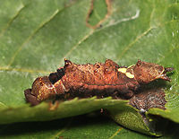 Black-blotched Prominent- Oedemasia leptinoides (Photo 2) I collected this caterpillar on 7/22/25. I wasn't sure if it was molting, pupating, or dying. It turns out that it was molting. The process took nearly 24 hours. For most of that time, the caterpillar was lying still on its silk mat, but the last couple hours (on 7/23) were occupied with convulsions that looked like the caterpillar's guts were churning. It made me nauseous to watch, but watch I did. Finally, it crawled out of its old skin. I let it rest for several hours before releasing back into the wild.<br />
<br />
Video 1 shows the convulsions: https://www.youtube.com/watch?v=6f-mpC4rJMU<br />
<br />
Video 2 shows the cat crawling out of its old skin: https://www.youtube.com/watch?v=4oWqJsCsDsQ<br />
<br />
https://www.jungledragon.com/image/170617/black-blotched_prominent-_oedemasia_leptinoides_photo_1.html<br />
https://www.jungledragon.com/image/170618/black-blotched_prominent-_oedemasia_leptinoides_photo_2.html<br />
https://www.jungledragon.com/image/170616/black-blotched_prominent-_oedemasia_leptinoides_photo_3.html<br />
https://www.jungledragon.com/image/170615/black-blotched_prominent-_oedemasia_leptinoides_photo_4.html Geotagged,Oedemasia leptinoides,Summer,United States