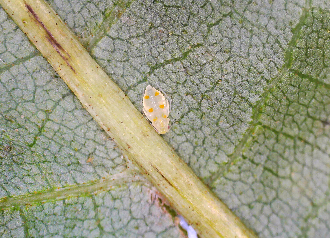 Aphid Nymph - Neomyzocallis asclepiadis  Geotagged,Neomyzocallis,Neomyzocallis asclepiadis,United States,aphid