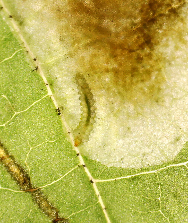 Leafminer - Cameraria hamameliella Photo shows a larva in its leafmine. I backlit the mine and took the photo through my microscope.<br />
<br />
Host: Hamamelis<br />
<br />
Video: <section class="video"><iframe width="448" height="282" src="https://www.youtube-nocookie.com/embed/vEZcW6A62vQ?hd=1&autoplay=0&rel=0" frameborder="0" allowfullscreen></iframe></section> Cameraria hamameliella,Geotagged,United States