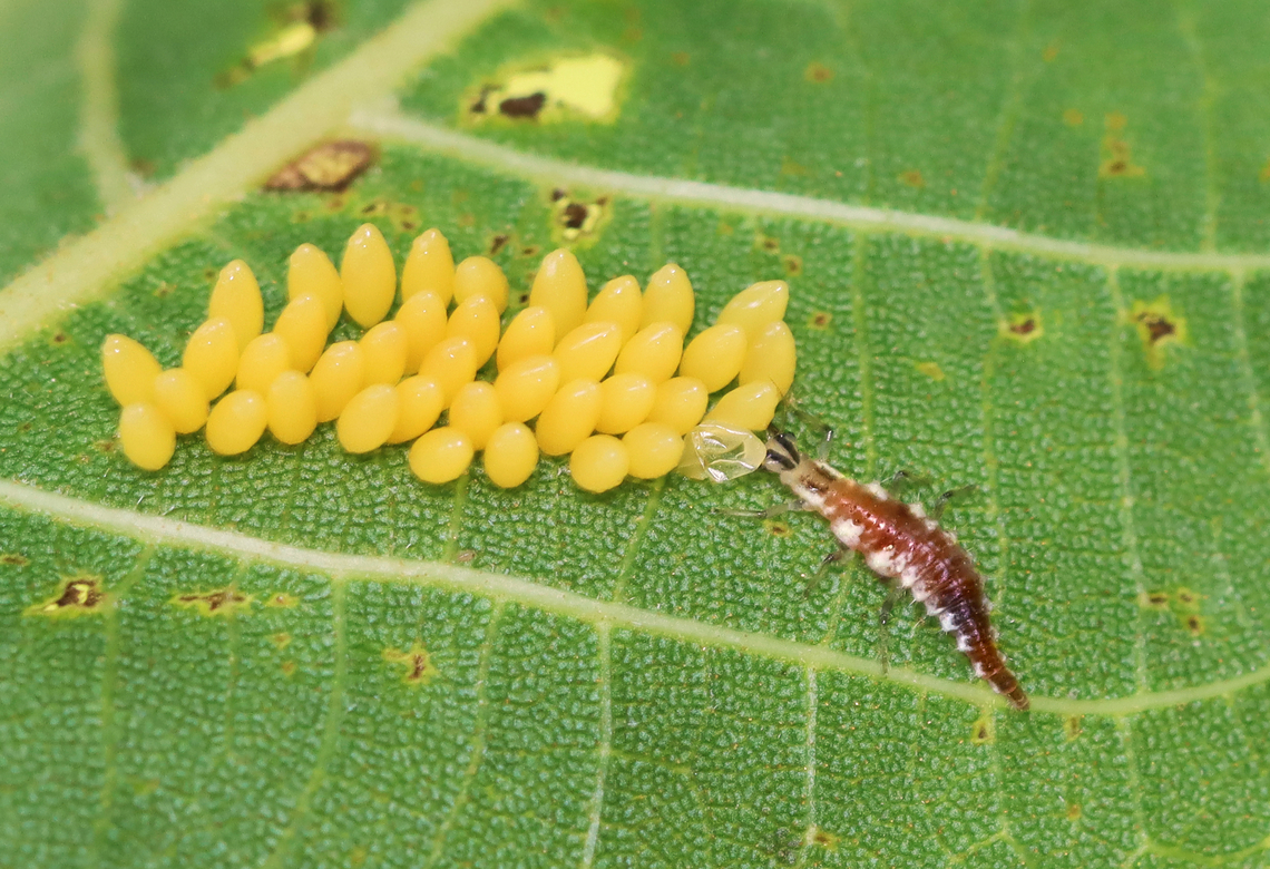 Green Lacewing Larva - Chrysoperla rufilabris Snacking on lady beetle eggs. Chrysoperla,Chrysoperla rufilabris,Geotagged,Summer,United States,lacewing