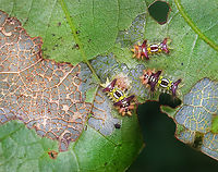 Saddleback Caterpillars - Acharia stimulea Host: Quercus Acharia stimulea,Geotagged,Saddleback Caterpillar,Summer,United States,acharia,caterpillar,larva