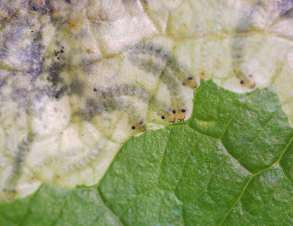 Greenbrier Leaf Miner - Proleucoptera smilaciella *Tentative ID<br />
<br />
Host: Smilax sp.<br />
<br />
The larvae are seriously cute. Here&#039;s a video of them eating the leaf: <section class="video"><iframe width="448" height="282" src="https://www.youtube-nocookie.com/embed/-fLOs5tXOjA?hd=1&autoplay=0&rel=0" frameborder="0" allowfullscreen></iframe></section><br />
<br />
*Collected for rearing<br />
<figure class="photo"><a href="https://www.jungledragon.com/image/171043/greenbrier_leaf_miner_-_proleucoptera_smilaciella.html" title="Greenbrier Leaf Miner - Proleucoptera smilaciella"><img src="https://s3.amazonaws.com/media.jungledragon.com/images/3232/171043_thumb.jpg?AWSAccessKeyId=05GMT0V3GWVNE7GGM1R2&Expires=1759968010&Signature=6AIlMYxn2NmrQ05TKu6jU1oOMSc%3D" width="118" height="152" alt="Greenbrier Leaf Miner - Proleucoptera smilaciella *Tentative ID<br />
<br />
Host: Smilax sp.<br />
<br />
The larvae are seriously cute. Here&#039;s a video of them eating the leaf: https://www.youtube.com/watch?v=-fLOs5tXOjA<br />
<br />
*Collected for rearing<br />
<br />
https://www.jungledragon.com/image/171042/greenbrier_leaf_miner_-_proleucoptera_smilaciella.html Geotagged,Leucoptera smilaciella,Summer,United States" /></a></figure> Geotagged,Leucoptera smilaciella,Lyonetiidae,Proleucoptera,United States,greenbrier leaf miner,leafminer