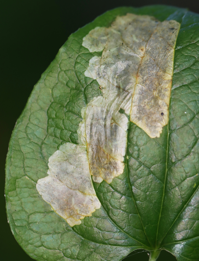 Greenbrier Leaf Miner - Proleucoptera smilaciella *Tentative ID<br />
<br />
Host: Smilax sp.<br />
<br />
The larvae are seriously cute. Here&#039;s a video of them eating the leaf: <section class="video"><iframe width="448" height="282" src="https://www.youtube-nocookie.com/embed/-fLOs5tXOjA?hd=1&autoplay=0&rel=0" frameborder="0" allowfullscreen></iframe></section><br />
<br />
*Collected for rearing<br />
<br />
<figure class="photo"><a href="https://www.jungledragon.com/image/171042/greenbrier_leaf_miner_-_proleucoptera_smilaciella.html" title="Greenbrier Leaf Miner - Proleucoptera smilaciella"><img src="https://s3.amazonaws.com/media.jungledragon.com/images/3232/171042_thumb.jpg?AWSAccessKeyId=05GMT0V3GWVNE7GGM1R2&Expires=1759968010&Signature=mQL%2BCb30mUbXIhvDofejIFDbd%2Fs%3D" width="200" height="156" alt="Greenbrier Leaf Miner - Proleucoptera smilaciella *Tentative ID<br />
<br />
Host: Smilax sp.<br />
<br />
The larvae are seriously cute. Here&#039;s a video of them eating the leaf: https://www.youtube.com/watch?v=-fLOs5tXOjA<br />
<br />
*Collected for rearing<br />
https://www.jungledragon.com/image/171043/proleucoptera_smilaciella1.html Geotagged,Leucoptera smilaciella,Lyonetiidae,Proleucoptera,United States,greenbrier leaf miner,leafminer" /></a></figure> Geotagged,Leucoptera smilaciella,Summer,United States