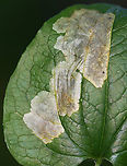 Greenbrier Leaf Miner - Proleucoptera smilaciella *Tentative ID<br />
<br />
Host: Smilax sp.<br />
<br />
The larvae are seriously cute. Here's a video of them eating the leaf: https://www.youtube.com/watch?v=-fLOs5tXOjA<br />
<br />
*Collected for rearing<br />
<br />
https://www.jungledragon.com/image/171042/greenbrier_leaf_miner_-_proleucoptera_smilaciella.html Geotagged,Leucoptera smilaciella,Summer,United States
