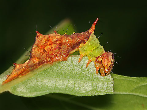 Morning-glory Prominent - Schizura ipomaeae When threatened, this species can spray acid up to 15 cm. 

Host: Clethra sp.
https://www.jungledragon.com/image/171045/morning-glory_prominent_-_schizura_ipomaeae.html Clethra,Geotagged,Morning-glory Prominent,Schizura,Schizura ipomoeae,Summer,United States,caterpillar,larva