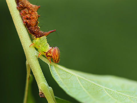 Morning-glory Prominent - Schizura ipomaeae When threatened, this species can spray acid up to 15 cm. 

Host: Clethra sp.
https://www.jungledragon.com/image/171044/morning-glory_prominent_-_schizura_ipomaeae.html Geotagged,Morning-glory Prominent,Schizura ipomoeae,Summer,United States