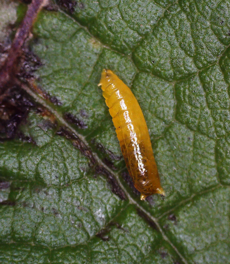 Calycomyza flavinotum The larva exited the mine on 8/21/25. I put it in a small jar with a few cm of moist soil, the Eutrochium leaf, and a small piece of paper towel. The leafmine already had a hole in it when I collected it, but I&#039;m not sure why -- unless more than one larva was initially in the mine (multiple mines coalescing ).<br />
<br />
Host: Eutrochium sp.<br />
<br />
It was fun to watch the larva because it would curl its body and then pop up in the air. I had to keep it covered so as to not lose it. Video: <section class="video"><iframe width="448" height="282" src="https://www.youtube-nocookie.com/embed/ZilJiDqyLoU?hd=1&autoplay=0&rel=0" frameborder="0" allowfullscreen></iframe></section><br />
<br />
<figure class="photo"><a href="https://www.jungledragon.com/image/171047/calycomyza_flavinotum.html" title="Calycomyza flavinotum"><img src="https://s3.amazonaws.com/media.jungledragon.com/images/3232/171047_thumb.jpg?AWSAccessKeyId=05GMT0V3GWVNE7GGM1R2&Expires=1759968010&Signature=TtkrGIjWXUxCHrjX3jK%2Frw76A1s%3D" width="130" height="152" alt="Calycomyza flavinotum The larva exited the mine on 8/21/25. I put it in a small jar with a few cm of moist soil, the Eutrochium leaf, and a small piece of paper towel. The leafmine already had a hole in it when I collected it, but I&#039;m not sure why -- unless more than one larva was initially in the mine (multiple mines coalescing ).<br />
<br />
Host: Eutrochium sp.<br />
<br />
It was fun to watch the larva because it would curl its body and then pop up in the air. I had to keep it covered so as to not lose it. Video: https://www.youtube.com/watch?v=ZilJiDqyLoU<br />
<br />
https://www.jungledragon.com/image/171046/calycomyza_flavinotum.html Calycomyza,Calycomyza flavinotum,Geotagged,Leafminer,Summer,United States" /></a></figure> Calycomyza flavinotum,Geotagged,United States