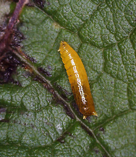 Calycomyza flavinotum The larva exited the mine on 8/21/25. I put it in a small jar with a few cm of moist soil, the Eutrochium leaf, and a small piece of paper towel. The leafmine already had a hole in it when I collected it, but I'm not sure why -- unless more than one larva was initially in the mine (multiple mines coalescing ).

Host: Eutrochium sp.

It was fun to watch the larva because it would curl its body and then pop up in the air. I had to keep it covered so as to not lose it. Video: https://www.youtube.com/watch?v=ZilJiDqyLoU

https://www.jungledragon.com/image/171047/calycomyza_flavinotum.html Calycomyza flavinotum,Geotagged,United States