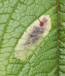 Calycomyza flavinotum The larva exited the mine on 8/21/25. I put it in a small jar with a few cm of moist soil, the Eutrochium leaf, and a small piece of paper towel. The leafmine already had a hole in it when I collected it, but I'm not sure why -- unless more than one larva was initially in the mine (multiple mines coalescing ).<br />
<br />
Host: Eutrochium sp.<br />
<br />
It was fun to watch the larva because it would curl its body and then pop up in the air. I had to keep it covered so as to not lose it. Video: https://www.youtube.com/watch?v=ZilJiDqyLoU<br />
<br />
https://www.jungledragon.com/image/171046/calycomyza_flavinotum.html Calycomyza,Calycomyza flavinotum,Geotagged,Leafminer,Summer,United States