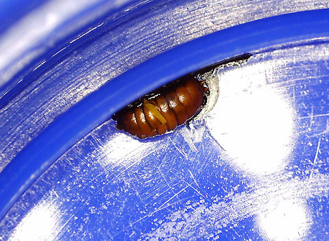 Nemorimyza posticata (Pupa) Blotch/trumpet-shaped with frass smeared throughout. When backlit, you could see the larva in the mine. The pupa exited the mine on 8/20/25. It pupated in the cover of the vial. I'm concerned about the damaged strip. I don't know what caused it, but am hoping it can still develop properly.

Video of larva in mine: https://youtu.be/uTL3NcbcF6s

Host: Solidago
https://www.jungledragon.com/image/171050/nemorimyza_posticata.html
https://www.jungledragon.com/image/171049/nemorimyza_posticata.html Geotagged,Nemorimyza posticata,United States