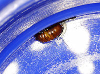 Nemorimyza posticata (Pupa) Blotch/trumpet-shaped with frass smeared throughout. When backlit, you could see the larva in the mine. The pupa exited the mine on 8/20/25. It pupated in the cover of the vial. I'm concerned about the damaged strip. I don't know what caused it, but am hoping it can still develop properly.<br />
<br />
Video of larva in mine: https://youtu.be/uTL3NcbcF6s<br />
<br />
Host: Solidago<br />
https://www.jungledragon.com/image/171050/nemorimyza_posticata.html<br />
https://www.jungledragon.com/image/171049/nemorimyza_posticata.html Geotagged,Nemorimyza posticata,United States