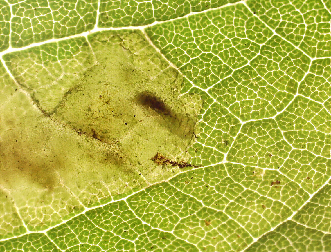 Nemorimyza posticata Blotch/trumpet-shaped with frass smeared throughout. When backlit, you could see the larva in the mine. The pupa exited the mine on 8/20/25. It pupated in the cover of the vial. I&#039;m concerned about the damaged strip. I don&#039;t know what caused it, but am hoping it can still develop properly.<br />
<br />
Video of larva in mine: <section class="video"><iframe width="448" height="282" src="https://www.youtube-nocookie.com/embed/uTL3NcbcF6s?hd=1&autoplay=0&rel=0" frameborder="0" allowfullscreen></iframe></section><br />
<br />
Host: Solidago<br />
<figure class="photo"><a href="https://www.jungledragon.com/image/171050/nemorimyza_posticata.html" title="Nemorimyza posticata"><img src="https://s3.amazonaws.com/media.jungledragon.com/images/3232/171050_thumb.jpg?AWSAccessKeyId=05GMT0V3GWVNE7GGM1R2&Expires=1767225610&Signature=0FWoTOXc%2BKb5FNVVKLLk8HG0IlY%3D" width="120" height="152" alt="Nemorimyza posticata Blotch/trumpet-shaped with frass smeared throughout. When backlit, you could see the larva in the mine. The pupa exited the mine on 8/20/25. It pupated in the cover of the vial. I&#039;m concerned about the damaged strip. I don&#039;t know what caused it, but am hoping it can still develop properly.<br />
<br />
Video of larva in mine: https://youtu.be/uTL3NcbcF6s<br />
<br />
Host: Solidago<br />
https://www.jungledragon.com/image/171049/nemorimyza_posticata.html<br />
https://www.jungledragon.com/image/171048/nemorimyza_posticata_pupa.html Geotagged,Nemorimyza posticata,Summer,United States" /></a></figure><br />
<figure class="photo"><a href="https://www.jungledragon.com/image/171048/nemorimyza_posticata_pupa.html" title="Nemorimyza posticata (Pupa)"><img src="https://s3.amazonaws.com/media.jungledragon.com/images/3232/171048_thumb.jpg?AWSAccessKeyId=05GMT0V3GWVNE7GGM1R2&Expires=1767225610&Signature=HKBni%2FsobHfl1AXfk%2Foag79a5u0%3D" width="200" height="148" alt="Nemorimyza posticata (Pupa) Blotch/trumpet-shaped with frass smeared throughout. When backlit, you could see the larva in the mine. The pupa exited the mine on 8/20/25. It pupated in the cover of the vial. I&#039;m concerned about the damaged strip. I don&#039;t know what caused it, but am hoping it can still develop properly.<br />
<br />
Video of larva in mine: https://youtu.be/uTL3NcbcF6s<br />
<br />
Host: Solidago<br />
https://www.jungledragon.com/image/171050/nemorimyza_posticata.html<br />
https://www.jungledragon.com/image/171049/nemorimyza_posticata.html Geotagged,Nemorimyza posticata,United States" /></a></figure> Agromyzidae,Geotagged,Nemorimyza,Nemorimyza posticata,United States,leafminer